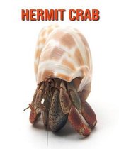 Hermit Crab