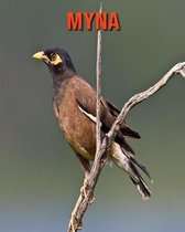 Myna