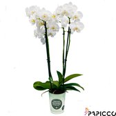 Papicco BASIC CHIC James - Orchidee - 5-tak - Phalaenopsis - Wit