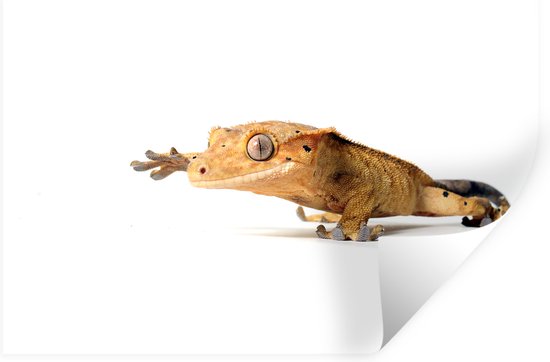 Stickers muraux - Gecko qui marche - 90x60 cm - Film adhésif