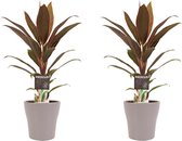 FloriaFor - Duo 2x Cordyline Rumba Met Anna Taupe - - ↨ 40cm - ⌀ 12cm