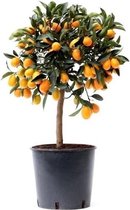 FloriaFor - Citrus Kumquat - - ↨ 75cm - ⌀ 22cm