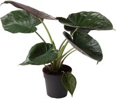 ZynesFlora - Alocasia Wentii - Kamerplant - Ø 19 cm - ↕ Hoogte: 65-70 cm – Taro – Reuzen Taro – Olifantsoor