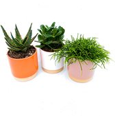 Ellie pot set mini incl. plantjes! [Trendy - Minimalistisch - Scandinavisch design - Nordic - Chic - Urban Jungle]