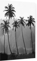 4 Palmbomen zwart wit - Foto op Plexiglas - 60 x 80 cm