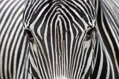 Dibond - Dieren / Wildlife / Zebra - Zwart / wit - 50 x 75 cm.