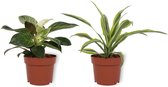 Set van 2 Kamerplanten - Philodendron White Wave & Draceana Lemon Lime- ±  30cm hoog - 12cm diameter