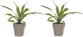 2x Kamerplant Dracaena Lemon Lime - ± 30cm hoog - In zilverkleurige pot