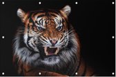 Grommende Tijger op zwarte achtergrond - Foto op Tuinposter - 225 x 150 cm
