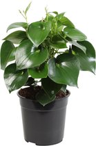 Kamerplant van Botanicly – Dwergpeper – Hoogte: 65 cm – Peperomia polybotrya Raindrop