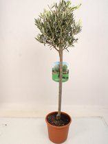 Kamerplant van Botanicly – Olijf boom – Hoogte: 95 cm – Olea europeae