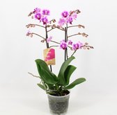 Orchidee van Botanicly – Vlinder orchidee – Hoogte: 45 cm, 1 tak – Phalaenopsis multiflora Pixie