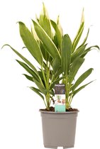 Kamerplant van Botanicly – Cordyline indivisa – Hoogte: 60 cm