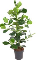 Kamerplant van Botanicly – Clusia – Hoogte: 100 cm – Clusia Rosea