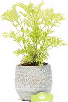 Sambucus nigra 'Golden Tower', Gele Vlier, 2 liter pot