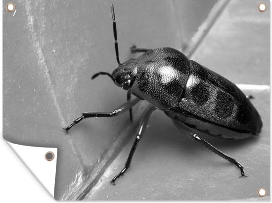 Affiche de jardin Scarab e multicolore sur feuille jaune noir et