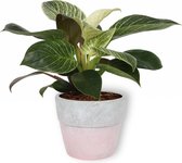 Kamerplant Philodendron White Wave - Unieke Kamerplant - ± 25cm hoog - 12cm diameter - in betonnen roze pot
