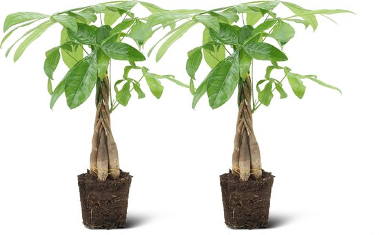 We Love Plants - Pachira Aquatica - 2 stuks - 50 cm hoog - Makkelijke kamerplant