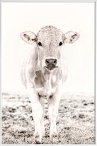 JUNIQE - Poster met kunststof lijst Blonde Cattle Maverick -30x45