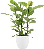 Ficus Altissima - Luchtzuiverende Kamerplant - Met Elho® Bloempot Wit - 105cm