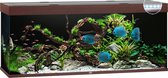 Juwel Aquarium Rio 450 Led 151x51x61 cm - Aquaria - Donker Hout