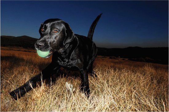 Een zwarte labrador die een lichtgroene Chuckit! Max Glow bal in zijn bek draagt in een veld bij schemering.