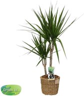 FloriaFor - Dracaena Marginata In Mand - - ↨ 80cm - ⌀ 17cm