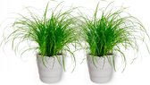 2x Diervriendelijke kamerplant -Cyperus Zumua - Kattengras 20cm hoog - in witte pot