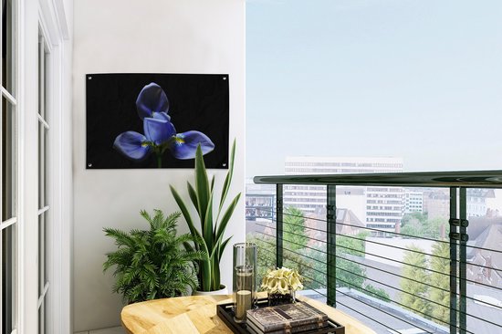 Décoration de jardin Iris pour fond noir - 60x40 cm - Affiche de jardin - Toile de jardin