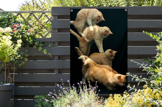 Poster jardin chat bondissant toile en vrac 80x120 cm - Toile de jardin / Toile d'extérieur / Peintures pour l'extérieur (décoration de jardin)