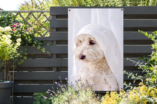 Un chien maltais blanc regardant par la fenêtre Affiche de jardin 80x120 cm - Toile de jardin / Toile d'extérieur / Peintures d'extérieur (décoration de jardin)