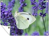 Tuinposter - Tuindoek - Tuinposters buiten - Vlinder koolwitje met lavendel - 120x90 cm - Tuin