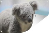 Un gros plan d'un koala Affiche de jardin 200x100 cm - Toile de jardin / Toile d'extérieur / Peintures d'extérieur (décoration de jardin) XXL / Grand format!