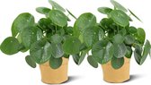 We Love Plants - Pilea Peperomioides + Plantbag Oker - 2 stuks - 25 cm hoog - Pannenkoek Plant