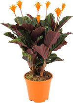ZynesFlora - Calathea Crocata - Ø 14 cm - ↕ Hoogte: 40 - 45cm – Luchtzuiverend – Kamerplant
