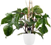 Decorum Philodendron Squamiferum - Pyramide - Luchtzuiverende Kamerplant - Met Elho® Bloempot Wit - 70cm