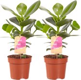 (2 stuks) Clusia Princess - Luchtzuiverende Kamerplant - 35cm - ø12cm