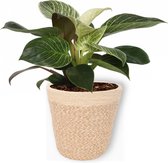 Kamerplant Philodendron White Wave - Unieke Kamerplant - ± 25cm hoog - 12cm diameter - in beige mand