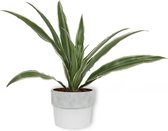 Kamerplant Dracaena Warnecki - ± 20cm hoog – 12cm diameter - in witte betonnen pot