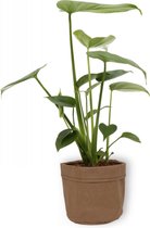 Kamerplant Monstera Deliciosa Tauerii – Gatenplant - ± 30cm hoog – 12 cm diameter  - in bruine sierzak