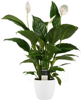 Decorum Spathiphyllum Vivaldi - Luchtzuiverende Kamerplant - Lepelplant - Met Elho® Bloempot Wit - 60cm