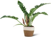 We Love Plants - Philodendron Narrow + Mand Miranda - 55 cm Hoog - Schaduwplant