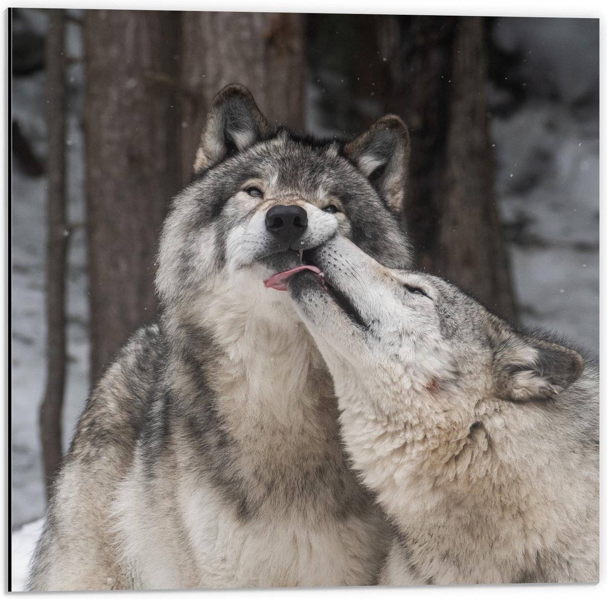 Dibond - Knuffelende Wolven in Sneeuw - 50x50cm Foto op Aluminium (Wanddecoratie van metaal)