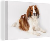 Canvas schilderij 140x90 cm - Wanddecoratie Kooiker hond portret - Muurdecoratie woonkamer - Slaapkamer decoratie - Kamer accessoires - Schilderijen