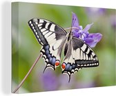 Canvas Schilderij Koninginnepage vlinder op een paarse bloem - 60x40 cm - Wanddecoratie