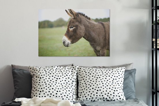 Gros plan âne nain 60x40 cm - Tirage photo sur toile (Décoration murale salon / chambre) / Peintures sur toile animaux sauvages
