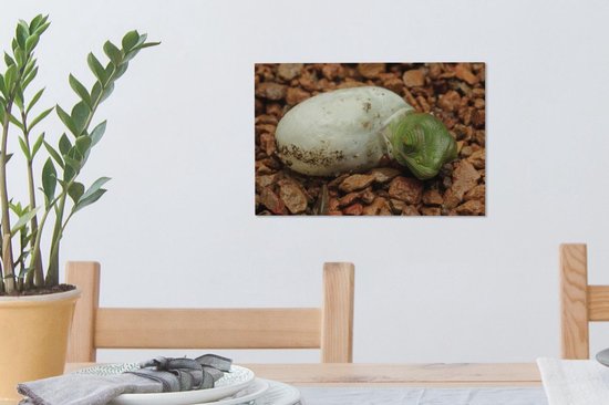 Caméléon du Yémen sur la toile de pierre 2cm
