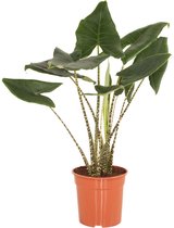 FloriaFor - Alocasia Zebrina - - ↨ 100cm - ⌀ 24cm