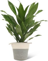 We Love Plants - Dracaena Fragrans Groen + Mand Samantha - 40 cm hoog - Drakenbloedboom