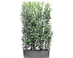 Prunus lusitanica 'Angustifolia' - Portugese Laurierkers kant en klaar 140hx100lx30b cm